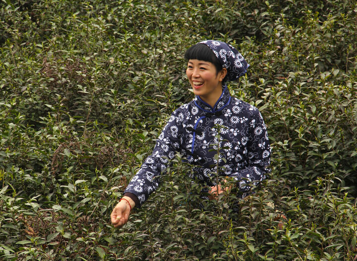 雨伞下的玫瑰